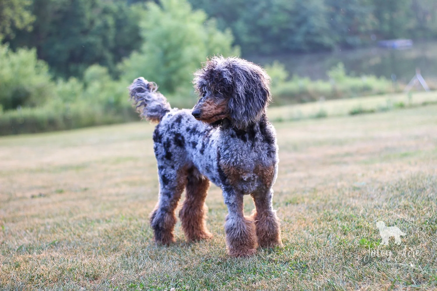 Merle phantom poodle online